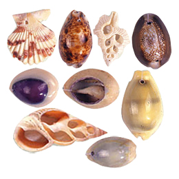 Natural Sea Shell Beads