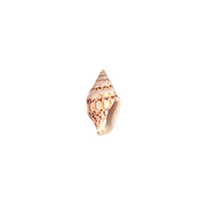 Natural Sea Shell Beads 10280