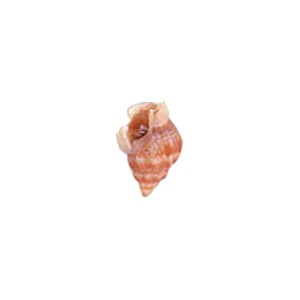 Natural Sea Shell Beads 10281