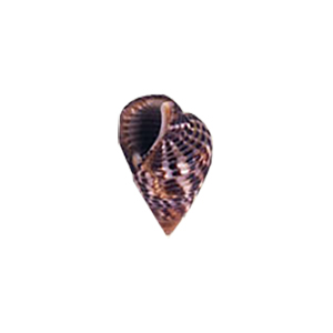 Natural Sea Shell Beads 10284