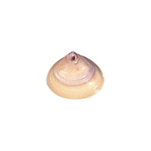 Natural Sea Shell Beads 10290