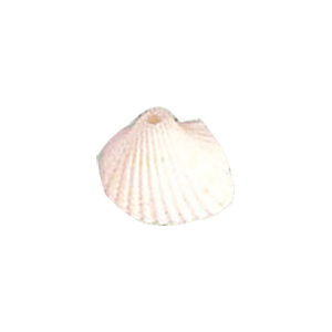 Natural Sea Shell Beads 10292