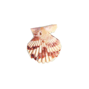 Natural Sea Shell Beads 10293