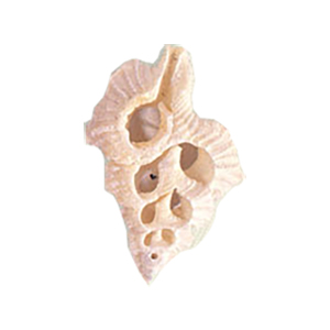 Natural Sea Shell Beads 10296