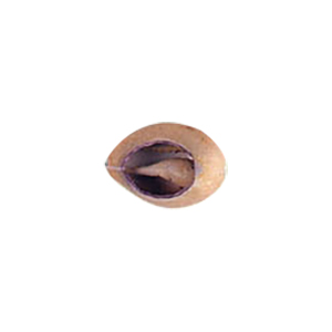 Natural Sea Shell Beads 10299