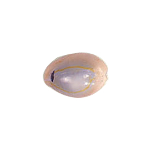 Natural Sea Shell Beads 10300