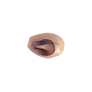 Natural Sea Shell Beads 10302