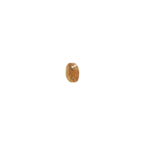 MOP Shell Buttons 10315