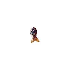 MOP Shell Buttons 10337