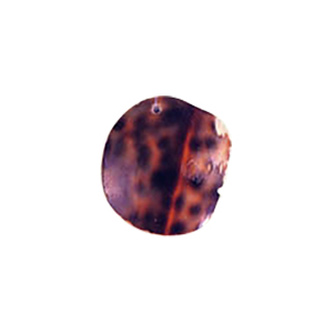 MOP Shell Pendants Printed and Painted 10374