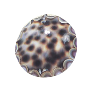 MOP Shell Pendants 14661