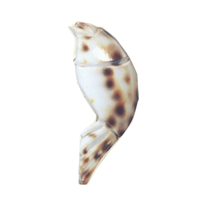 MOP Shell Pendants 14665