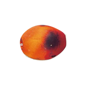 Dyed Oval Wood Beads 13164